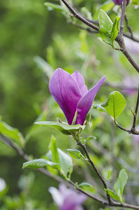 白玉兰花