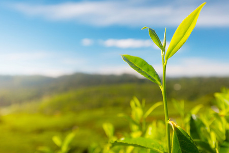 茶花中华茶