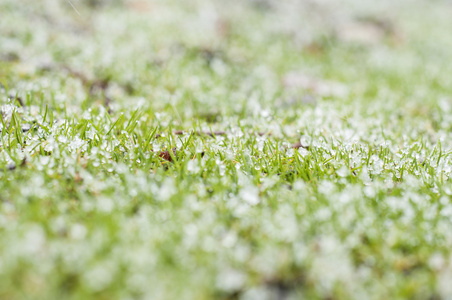 雪在草地上
