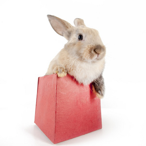 兔子在一个红色的盒子
