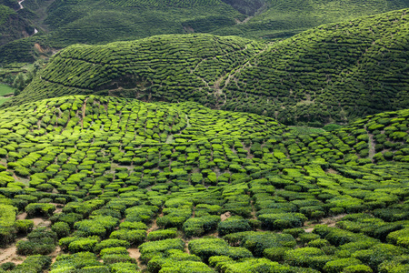 金马仑茶园