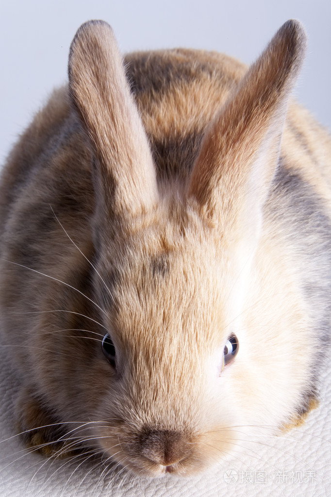 在白色的小兔子