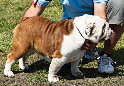 牛头犬