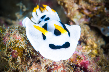 裸鳃亚目布纳肯苏拉威西印度尼西亚 chromodoris dianae 水下照片