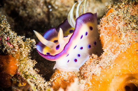 裸鳃亚目布纳肯苏拉威西印度尼西亚 chromodoris 某地水下照片