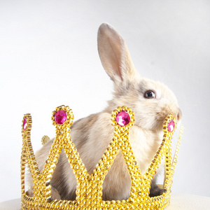 小兔子在一顶王冠