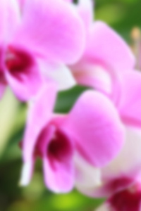 粉色的兰花花