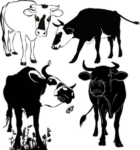 白牛的插图照片