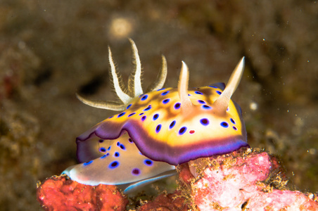 裸鳃亚目布纳肯苏拉威西印度尼西亚 chromodoris 某地水下照片