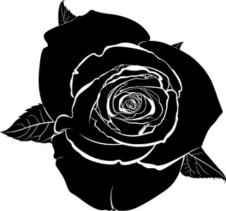 玫瑰花的剪影