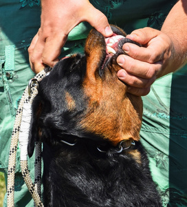 罗威纳犬的牙齿检查