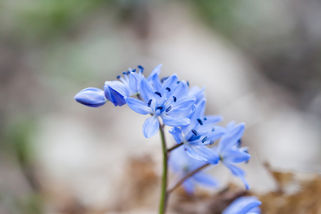 蓝色雪花莲