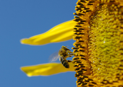 蜜蜂在向日葵