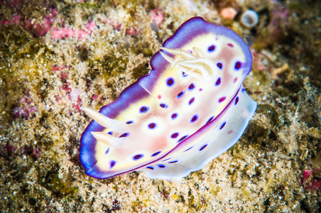 裸鳃亚目布纳肯苏拉威西印度尼西亚 chromodoris 某地水下照片