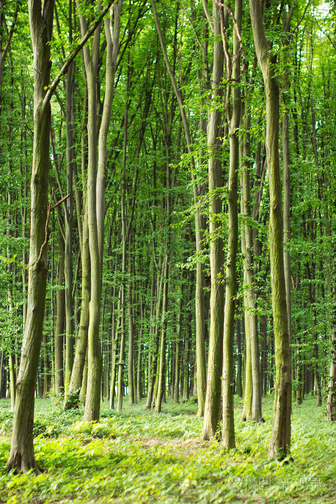 绿色的山毛榉树在春天森林