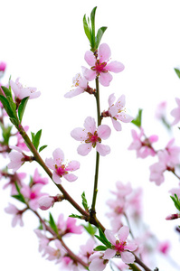 粉红色的花朵