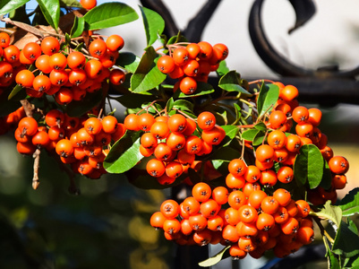 黑刺果火刺莓果照片
