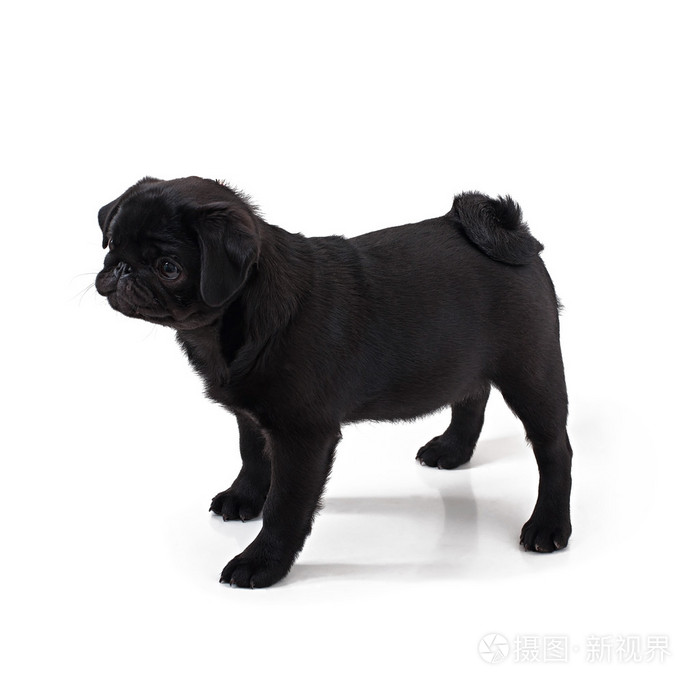 黑八哥犬狗