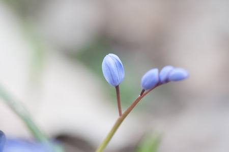 蓝色雪花莲