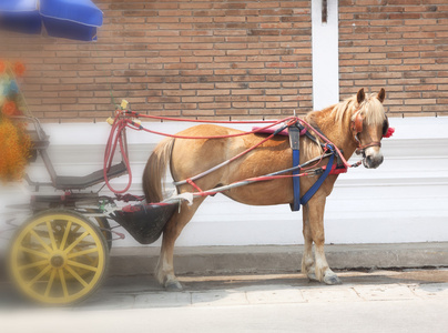 传统的马和 carriaget