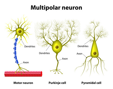类型的多极神经元
