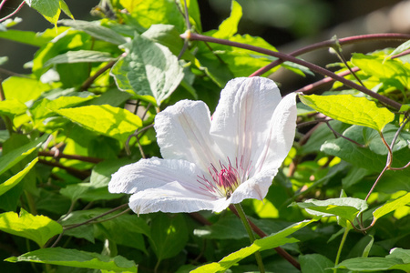 美丽，粉红和白色的铁线莲鲜花与植被