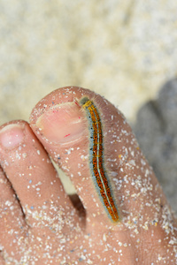 在人类脚趾在沙滩上爬行的美丽多彩毛毛虫照片