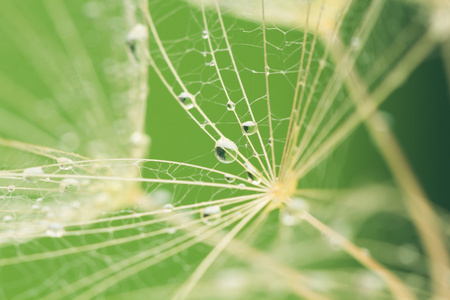 蒲公英的种子与自然背景上的水滴