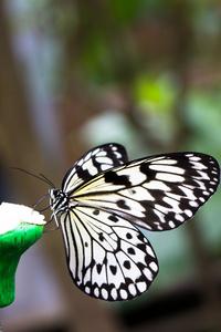 想法 leuconoe 蝴蝶