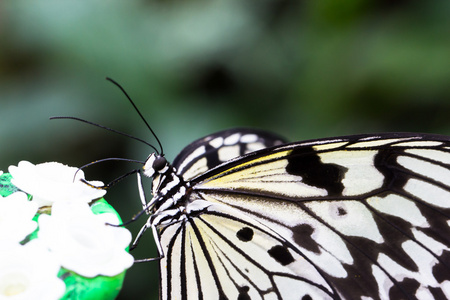 想法 leuconoe 蝴蝶