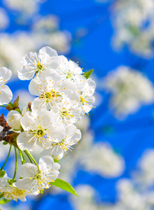 樱花在花园里