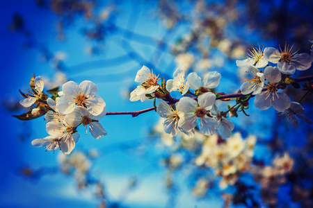 樱桃树开花的分支