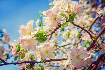 苹果树花