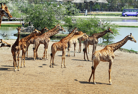 群的长颈鹿