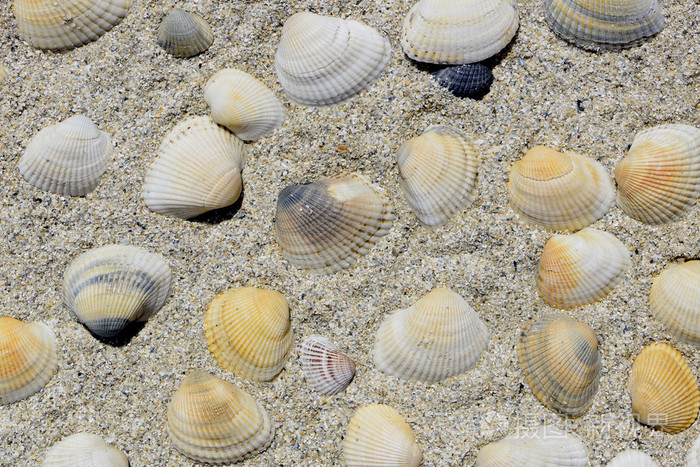 聚类的彩色的贝壳在海滩沙子