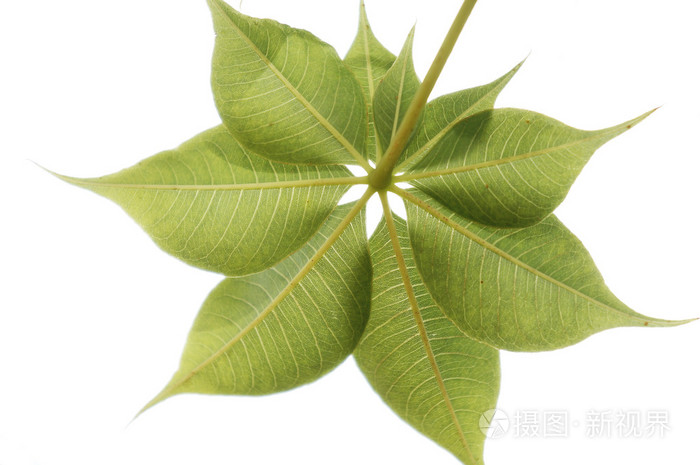 静脉的猴面包树gregorii