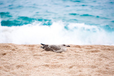 美丽的海鸥在海滩上