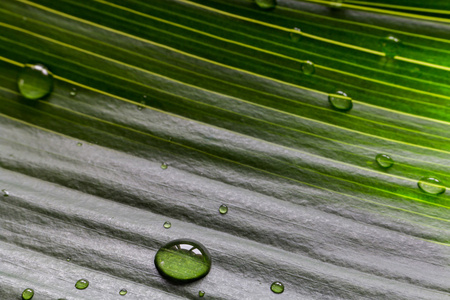 水绿色的植物叶子特写滴眼液