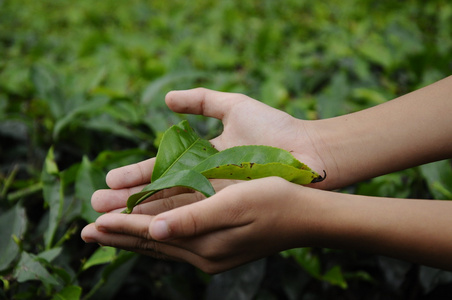 孩子的手举行茶园的茶叶