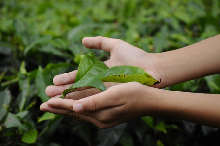 孩子的手举行茶园的茶叶