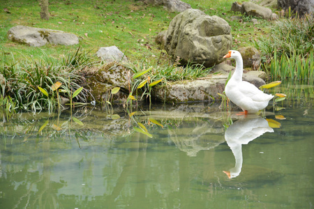 白鸭在池塘里