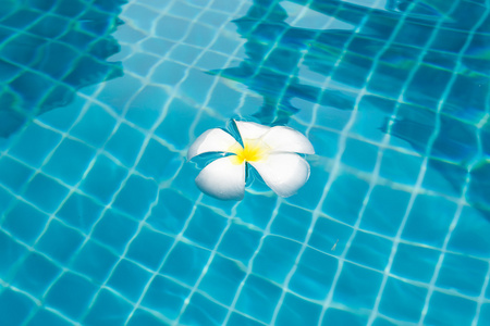 在游泳池上热带花卉梅香
