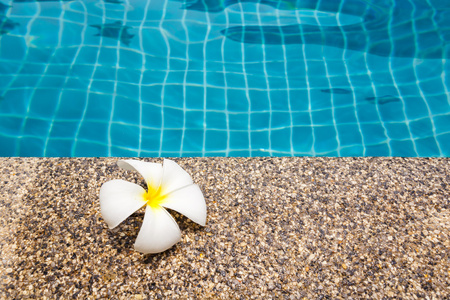 在游泳池上热带花卉梅香