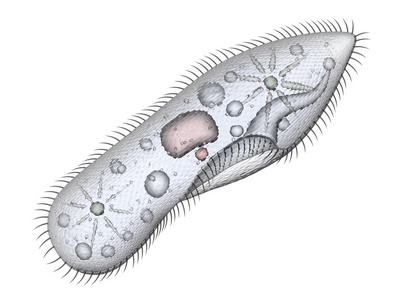 草履虫单细胞的有机体图片