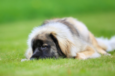 leonberger 纯种狗