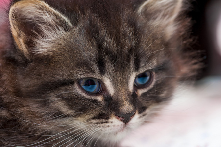 美丽蓬松小猫特写肖像