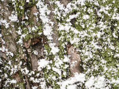 数位化的改变无缝纹理与雪雨林树上的长满青苔树皮