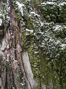 数位化的改变无缝纹理与雪雨林树上的长满青苔树皮