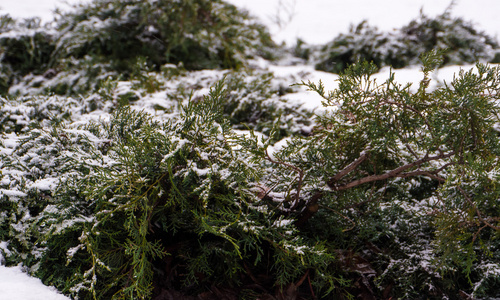 绿松树枝与雪