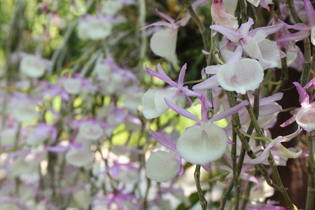 石斛 primulinum，热带花卉的兰花花